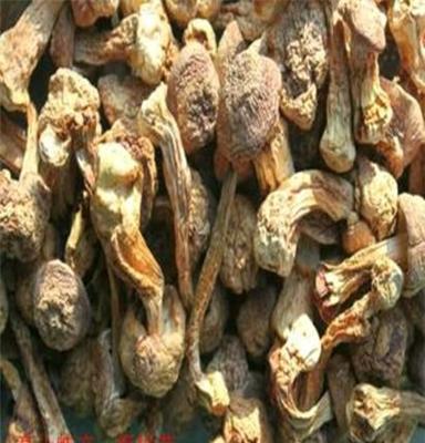 農(nóng)家高山珍品 姬松茸干貨批發(fā)全攻略
